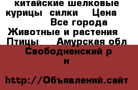 китайские шелковые курицы (силки) › Цена ­ 2 500 - Все города Животные и растения » Птицы   . Амурская обл.,Свободненский р-н